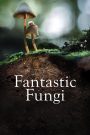 Fantastic Fungi (2019) เห็ดมหัศจรรย์ | เมื่อโลกใบเล็กใต้ดิน อาจคือคำตอบของการเยียวยาทั้งจักรวาล