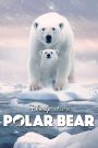 Polar Bear (2022) แม่หมีขาวกลางธารน้ำแข็ง | บันทึกแห่งความรัก ความกล้าหาญ และการอยู่รอดของชีวิตที่กำลังจะจางหาย