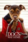 A Dog’s Way Home (2019) เพื่อนรักผจญภัยสี่ร้อยไมล์ | เพราะบ้านไม่ใช่แค่สถานที่…แต่มันคือหัวใจของกันและกัน