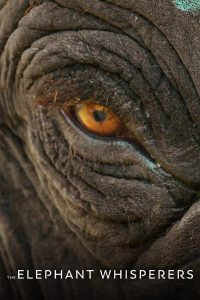 The Elephant Whisperers (2022) คนกล่อมช้าง: สัมผัสสายใยระหว่างคนกับช้าง ที่อบอุ่นยิ่งกว่าคำว่า “ครอบครัว”