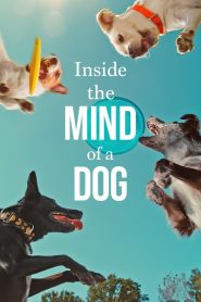 Inside the Mind of a Dog (2024) อ่านใจสุนัข | เมื่อสายตาไม่ได้สื่อแค่อารมณ์ แต่เป็นหน้าต่างสู่โลกของหัวใจหมา