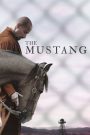 The Mustang (2019) เดอะ มัสแตง | ม้าป่าไม่เคยยอมเชื่อง…เช่นเดียวกับหัวใจที่ยังไม่ให้อภัยตัวเอง